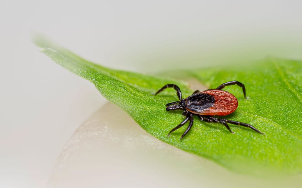 Tick on green grass during outdoor season in Chattanooga, illustrating the risk of alpha-gal syndrome from tick bites.