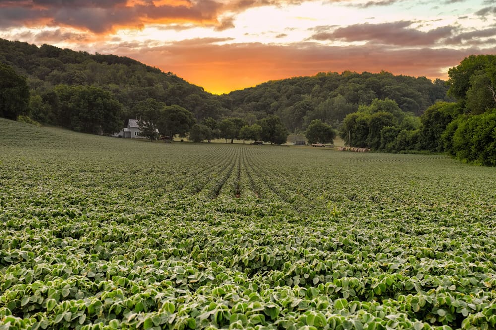 Soybean field in Tennessee during the 2026 growing season, with green rows under clear weather conditions